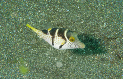 Sattel-Krugfisch (Canthigaster valentini)