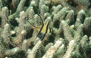 Kardinalbarsch (Pterapogon kauderni)