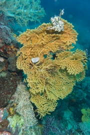Gorgonie