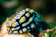 Warzenschnecke (Phyllidia varicosa)