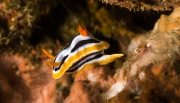 Prachtsternschnecke (Chromodoris cf. colemani)