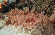 Rotgestreifte Seewalze (Thelenota rubralieata)