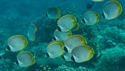 Panda Falterfisch (Chaetodon adiergastos)