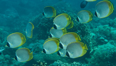 Panda Falterfisch (Chaetodon adiergastos)