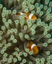 Anemonenfisch