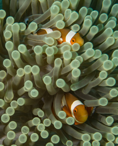Anemonenfisch