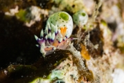Fadenschnecke (Flabellina expotata)