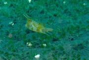 gehörtner Kuhkofferfisch (Lactoria cornuta)