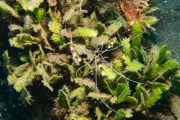 Gebänderte Scherengarnele (Stenopus hispidus)