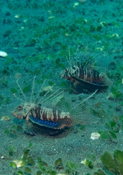 Skorpionfisch (Parapterois heterura)