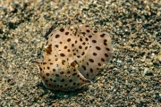Nacktschnecke (Euselenops luniceps)