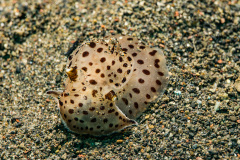 Nacktschnecke (Euselenops luniceps)