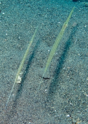Flötenfisch (Fistularia)