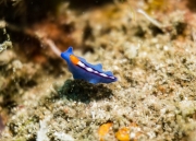 Rennstreifen Strudelwurm (Pseudoceros bifurcus)