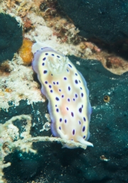 Prachtsternschnecke (Goniobranchus kuniei)