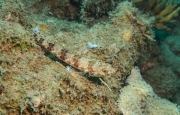 Riff Eidechsenfisch (Synofus variegatus)