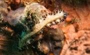 Strudelwurm (Maritigrella fuscopunctata)