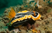 Prachtsternschnecke (Chromodoris cf. kuiteri)