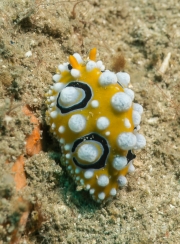 Warzenschnecke (Phyllidia ocellata)