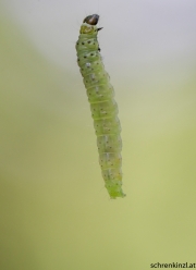 Raupe