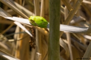 Laubfrosch (Hyla arborea)