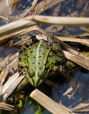 Teichfrosch (Pelophylax esculentus)