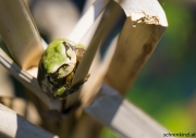 Laubfrosch (Hyla arborea)