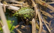 Teichfrosch (Pelophylax „esculentus“)