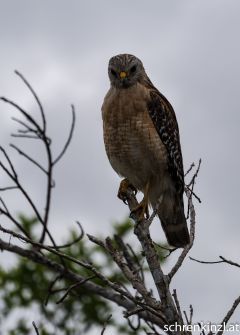 DSC00284