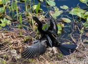Amerikanische Schlangenhalsvogel (Anhinga anhinga)