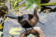Amerikanische Schlangenhalsvogel (Anhinga anhinga)