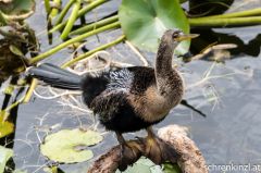 Amerikanische Schlangenhalsvogel (Anhinga anhinga)