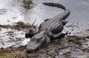 Alligator