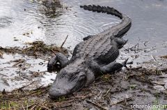 Alligator