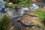 Alligatoren