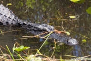 Alligator