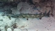 Barrakuda (Sphyraena barracuda)