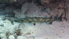 Barrakuda (Sphyraena barracuda)