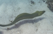 Grüne Muräne (Gymnothorax funebris)