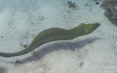 Grüne Muräne (Gymnothorax funebris)