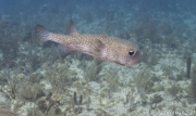 Gepunkteter Igelfisch (Diodon hystrix)