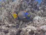 Diadem-Kaiserfisch (Holacanthus ciliaris)