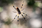 Goldene Seidenspinne (Nephila clavipes)