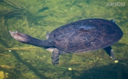 Florida-Weichschildkröte (Apalone ferox)