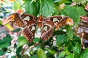 Atlasspinner (Attacus atlas)