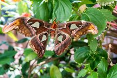 Atlasspinner (Attacus atlas)