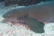 Ammenhai (Ginglymostomatidae)