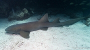 Ammenhai (Ginglymostomatidae)