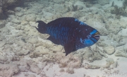 Mitternachts-Papageifisch (Scarus coelestinus)