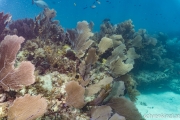 DSC00665